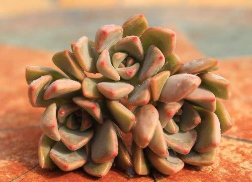 多肉小红灯笼怎么养 317b7d3fca434a1795c6001869fd9040.jpeg