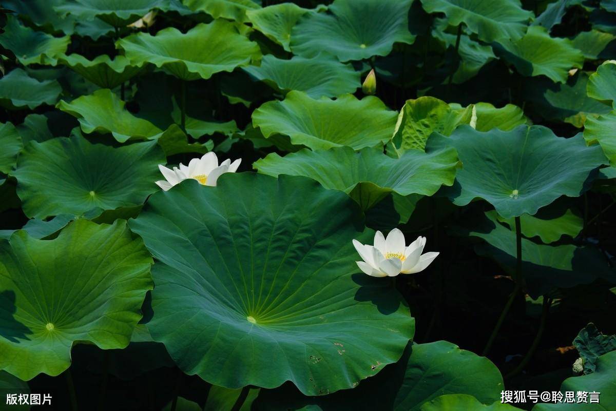 原创郑谷莲叶诗荷叶也有那么多幽韵爱了爱了