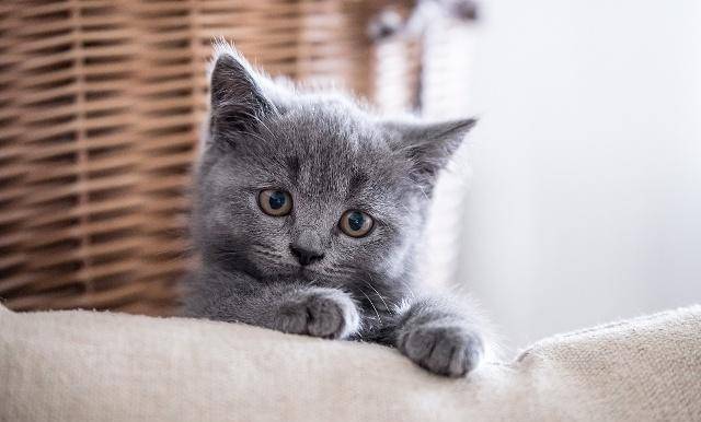 猫咪和人打招呼 36aff566a3b14386a85f119a288089a1.jpeg