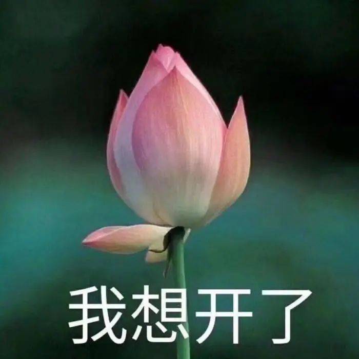 但由于中老年群体的广泛使用 使得荷花的形象开始泛滥 并被重新发掘