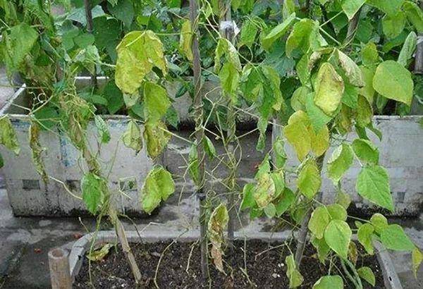 阳台种什么蔬菜最好最旺 567d40a32f90484ba85e5bf76c6cc5ab.jpeg