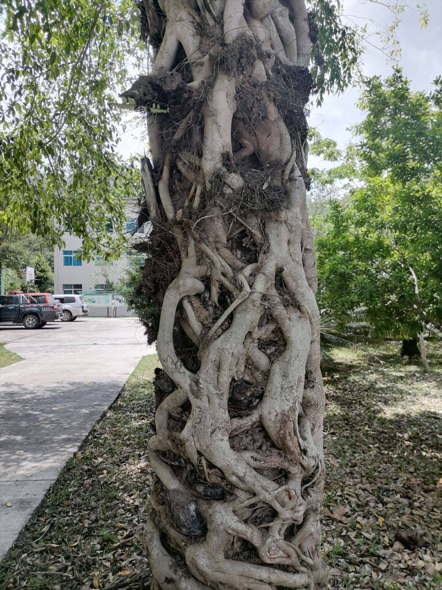 榕树绞杀热带雨林现象