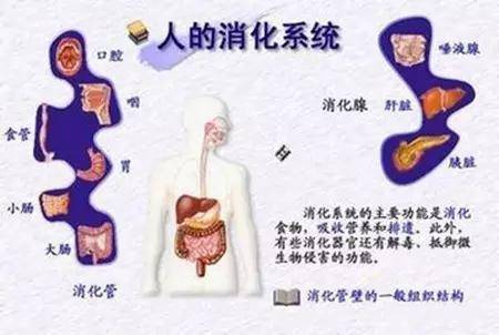 怎么增强身体的免疫力和记忆力 07949d7a044d47f280d26e2f7d879d81.jpeg