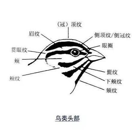 鸟类身体部位名称及常见鸟类名词解释