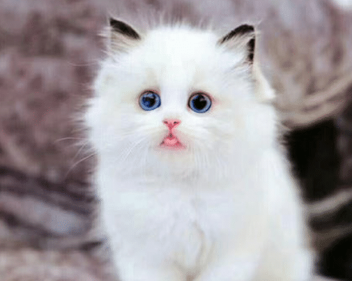 猫咪怎么才能让他亲近自己 cd9e3da86829473483296d600d98f4b9.png