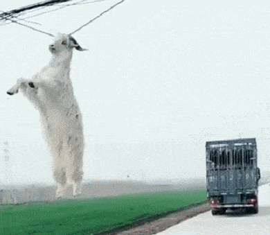 原创搞笑gif图姐姐结婚小弟弟气的快疯了