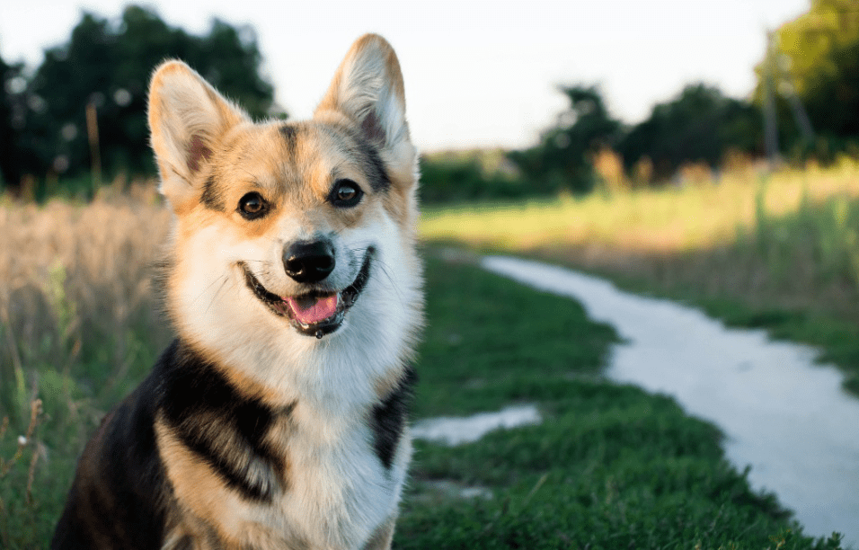 犬常见的真菌性皮肤病 狗狗