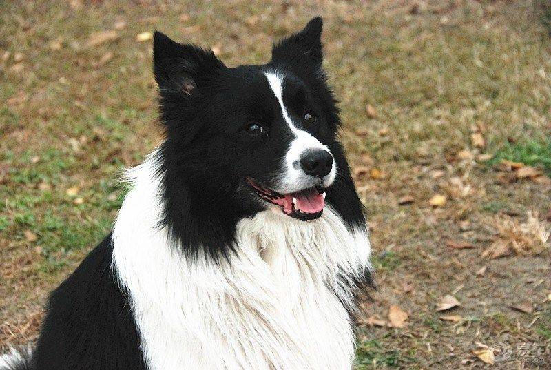 狗类智商排名_狗智商排名(2)