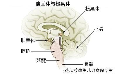 脑垂体(图片来自wiki)