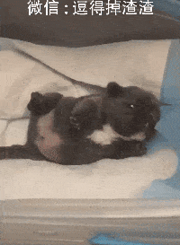 搞笑gif段子我终于找到了那个我可以给她洗一辈子脚的人了