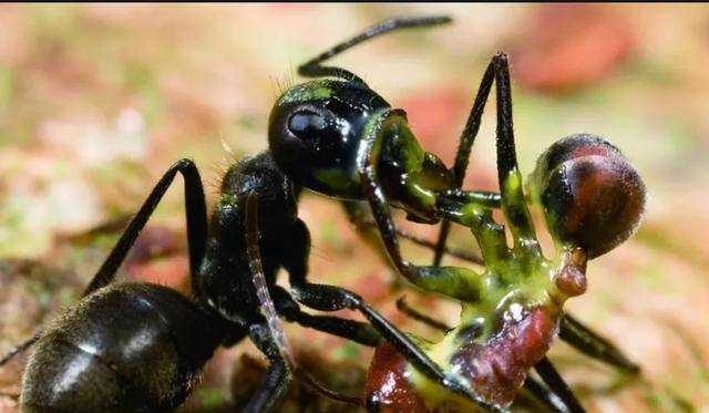 原创蚂蚁之间到底有没有杀戮?是什么样子的?