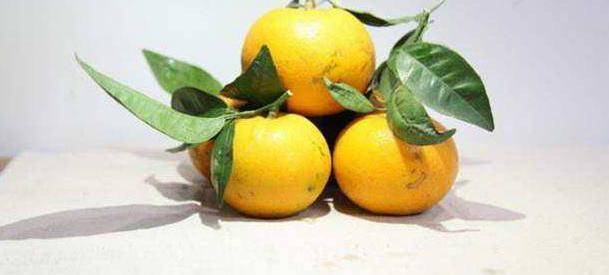 怎么种橘子树 5df059a9b2ec4170801fa3e3ae0a345f.jpeg