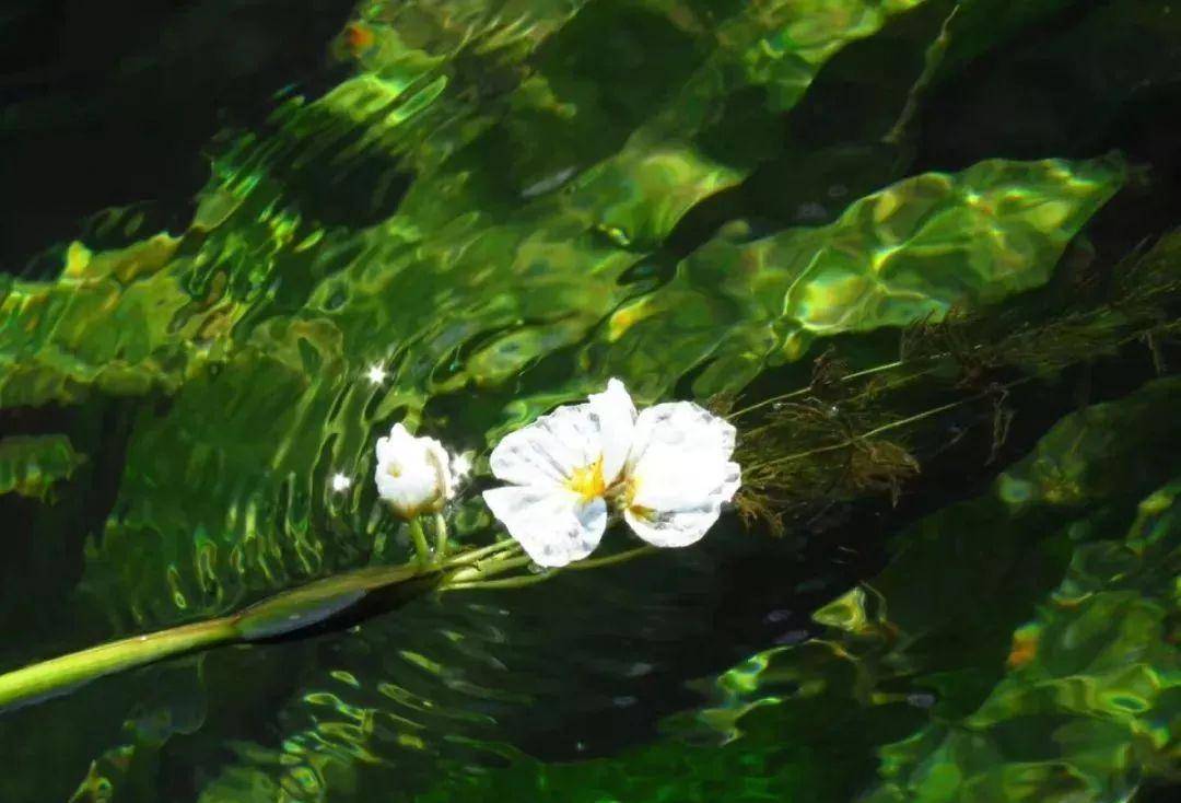 原创泸沽湖的水性杨花已绽放成海美图即将刷爆朋友圈