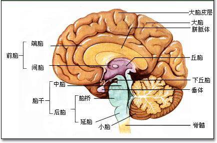 听力损失后,为何很多老年人言语理解能力变得很差?