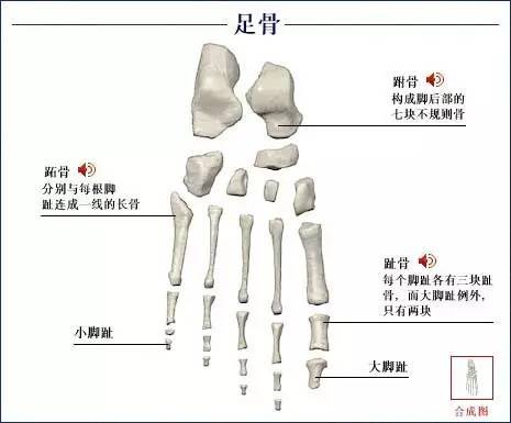 【科普解剖】人体骨骼系统（好图）