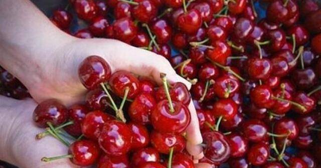 樱桃是什么性水果 b4596e56cd61437c9bc156f22338146b.jpeg