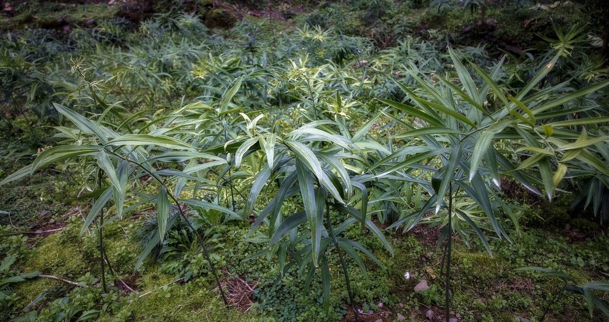 黄精的品种分类及产量提高