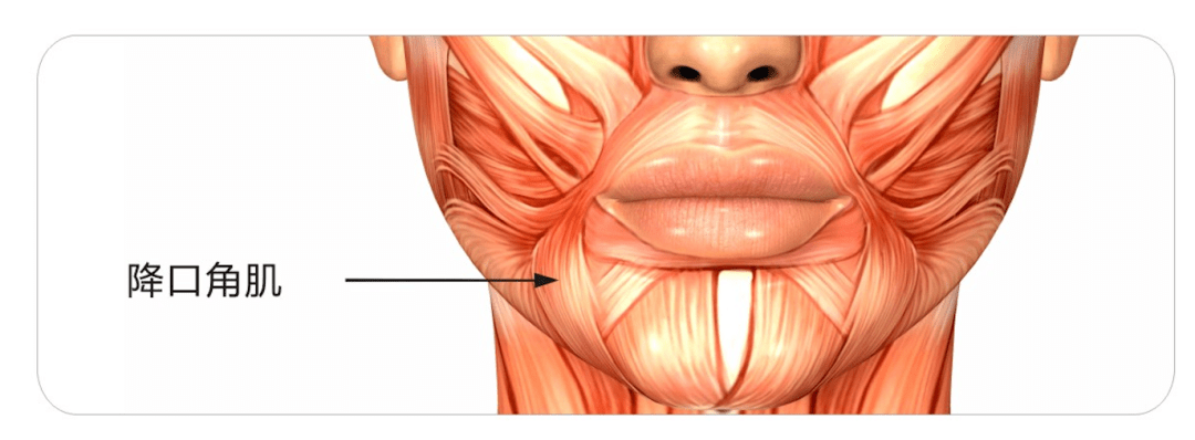 让口角上提 降口角肌的注射点设计在鼻唇沟连线和下颌骨下缘的交界点