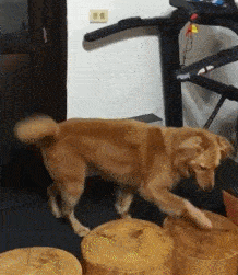 原创狗狗用跑步机散步平时超爱运动的它在跑步机上变了个样