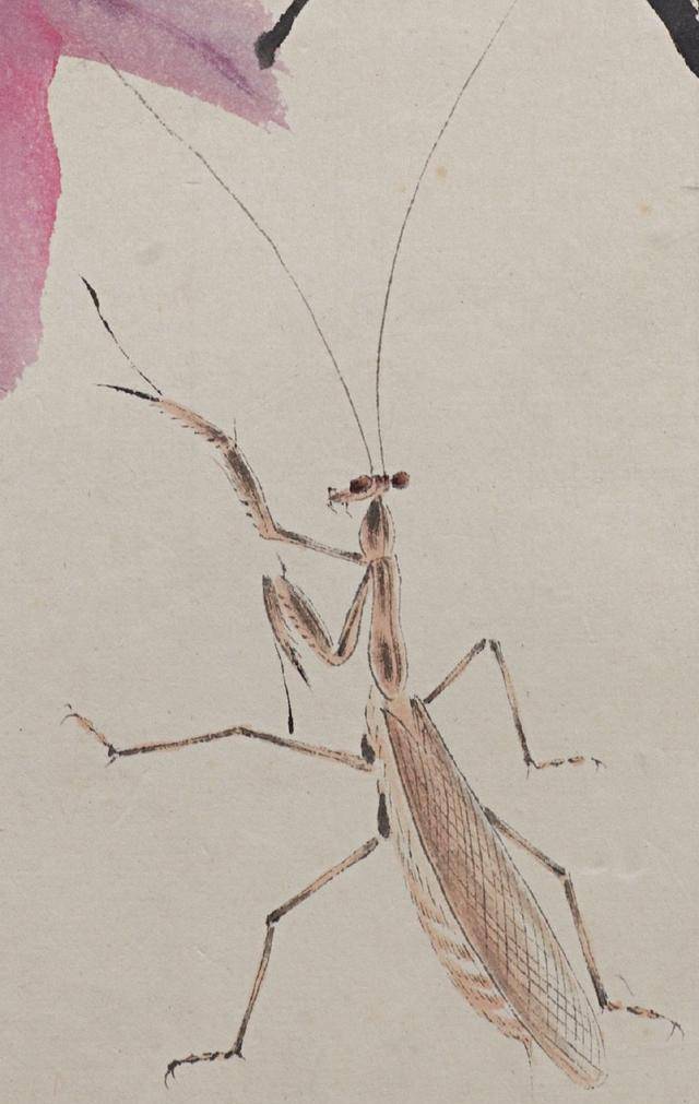 齐白石把草虫画成了照片把画面放大20倍看螳螂的这个小动作