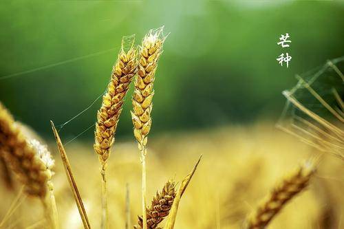 啥时候是芒种 301449b4702a4ed3a31197e0f06914b0.jpeg