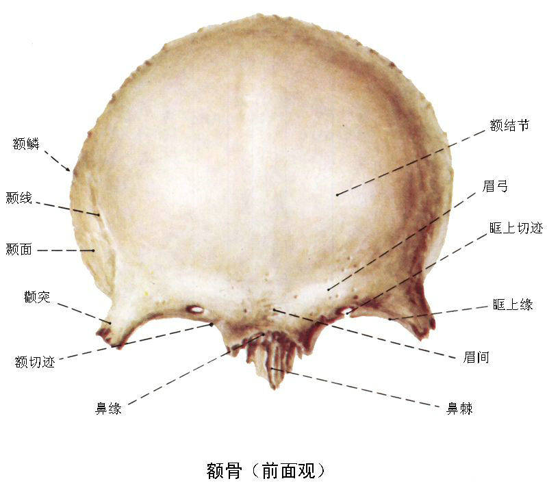 解剖丨颅面颈部 详解图