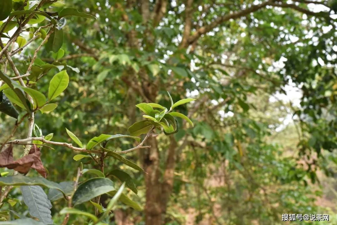 原创以1700余年野生"茶王树"闻名的巴达古茶山,竟有这不为人知的一面?