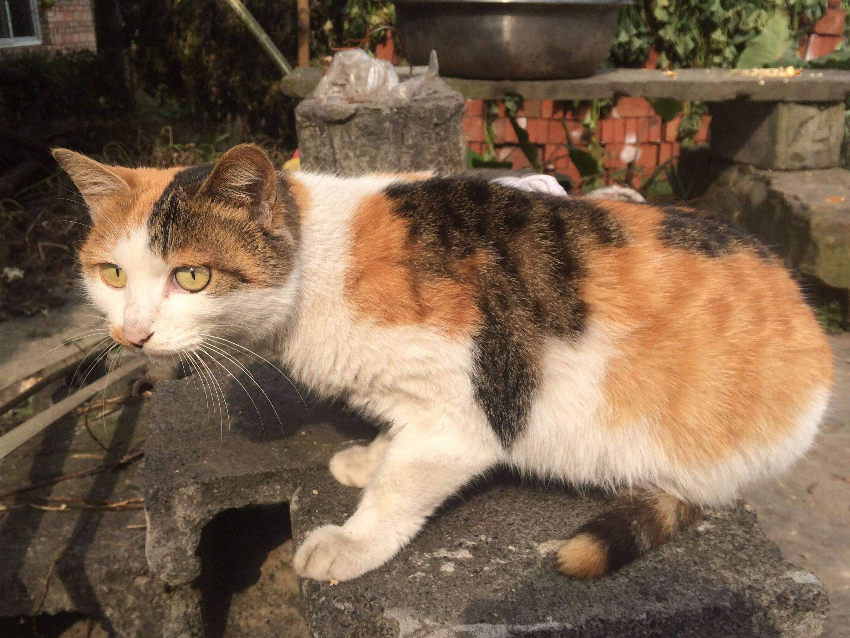 为什么三花猫大多数都是母猫？这篇文章告诉你答案！_搜狐网