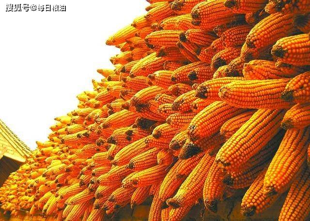 中国为什么进口大豆和玉米 bec2f8c21f3240fabca004024a625555.jpeg