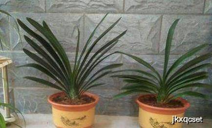 盆栽花卉什么时候换盆最佳 16dcefb222de4069a3ecd21e5406a181.jpeg