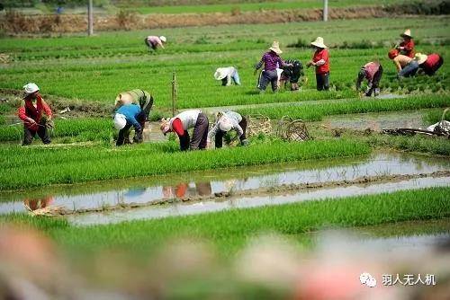 芒种不负每一次耕耘拥抱每一份收获