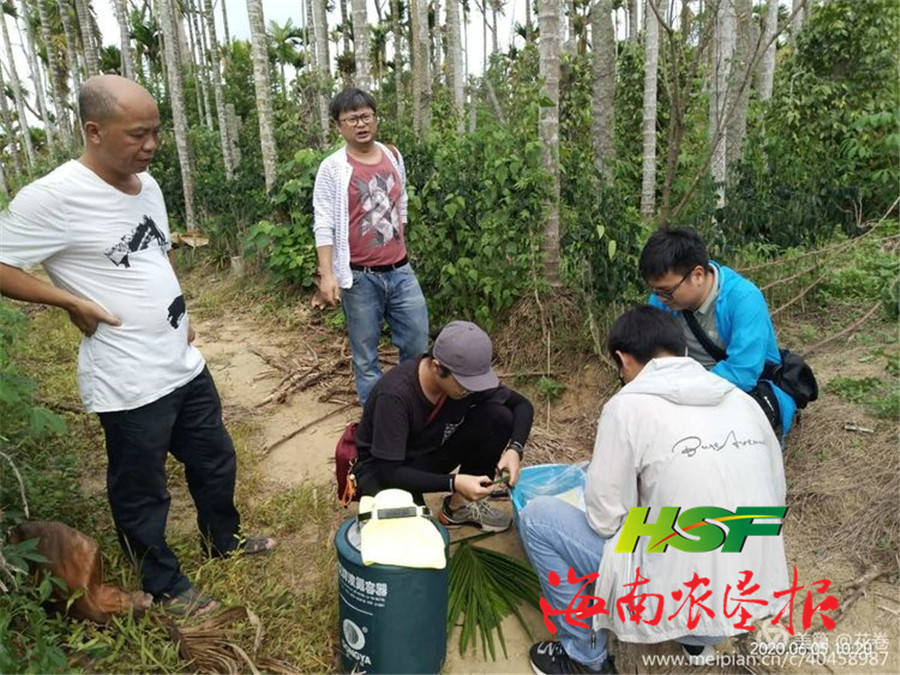 海南大学技术团队到红升农场公司开展槟榔树病虫害取样调查