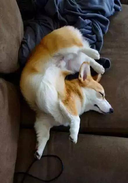 从睡姿看性格柯基犬常见的6种睡姿你家狗狗是哪种