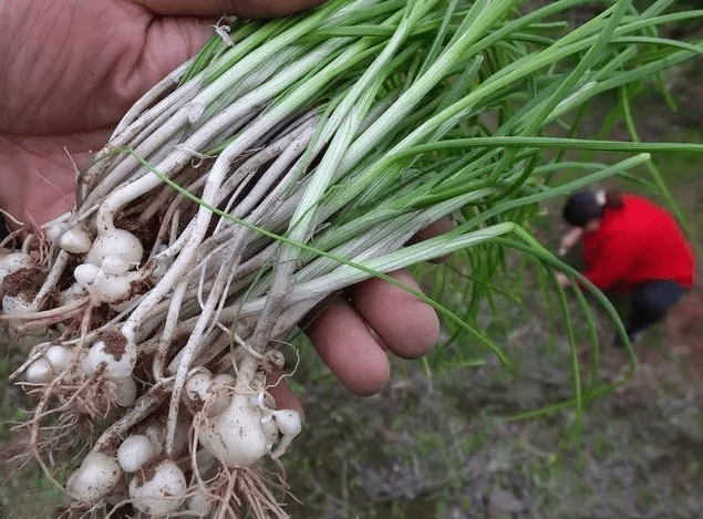 云南丽江极食优鲜野生美味小山蒜纯手工腌制自然发酵吃饭变得有滋有味