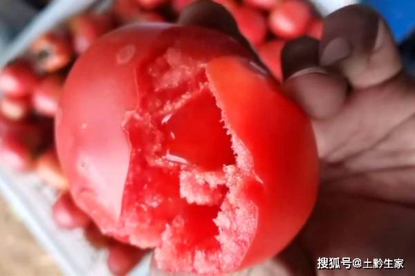 如何挑选西红柿公母 cc7654b852d340f4b5df386d086337f2.jpeg