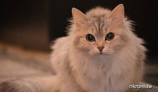 猫咪怎么样会流产 dc66a70fdde5455a9efb952be527c746.jpeg