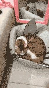 搞笑gif:让你成天在车上吃东西,记住这是报应