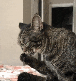 别的猫咪是臭脸,这只猫咪是暴怒!但实际上是个小可爱