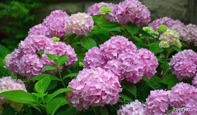 蓝色的花有哪些绿植 8829c2af5d6849788c36b27ddb0d2705.jpeg