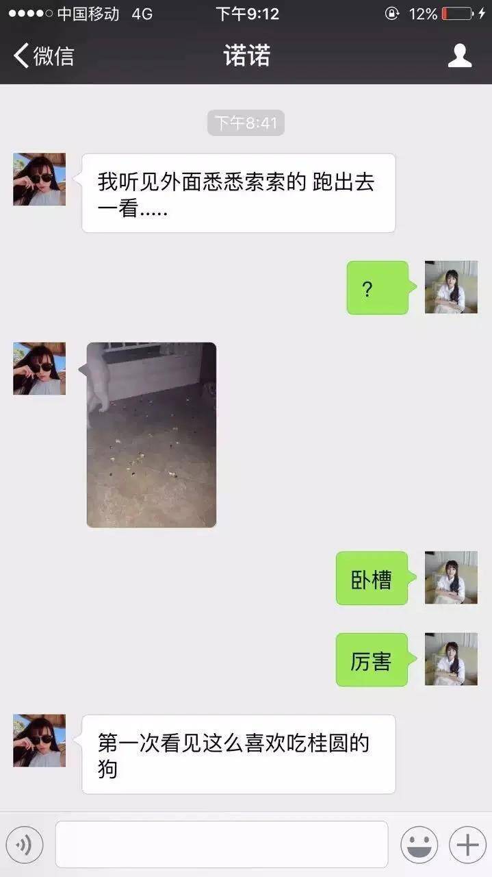 狗狗独自在家都干了些什么？