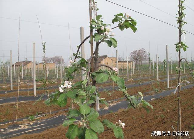 盆栽果树种植技术视频 80368c123c2f4121ae6d90e40e0a257b.jpeg