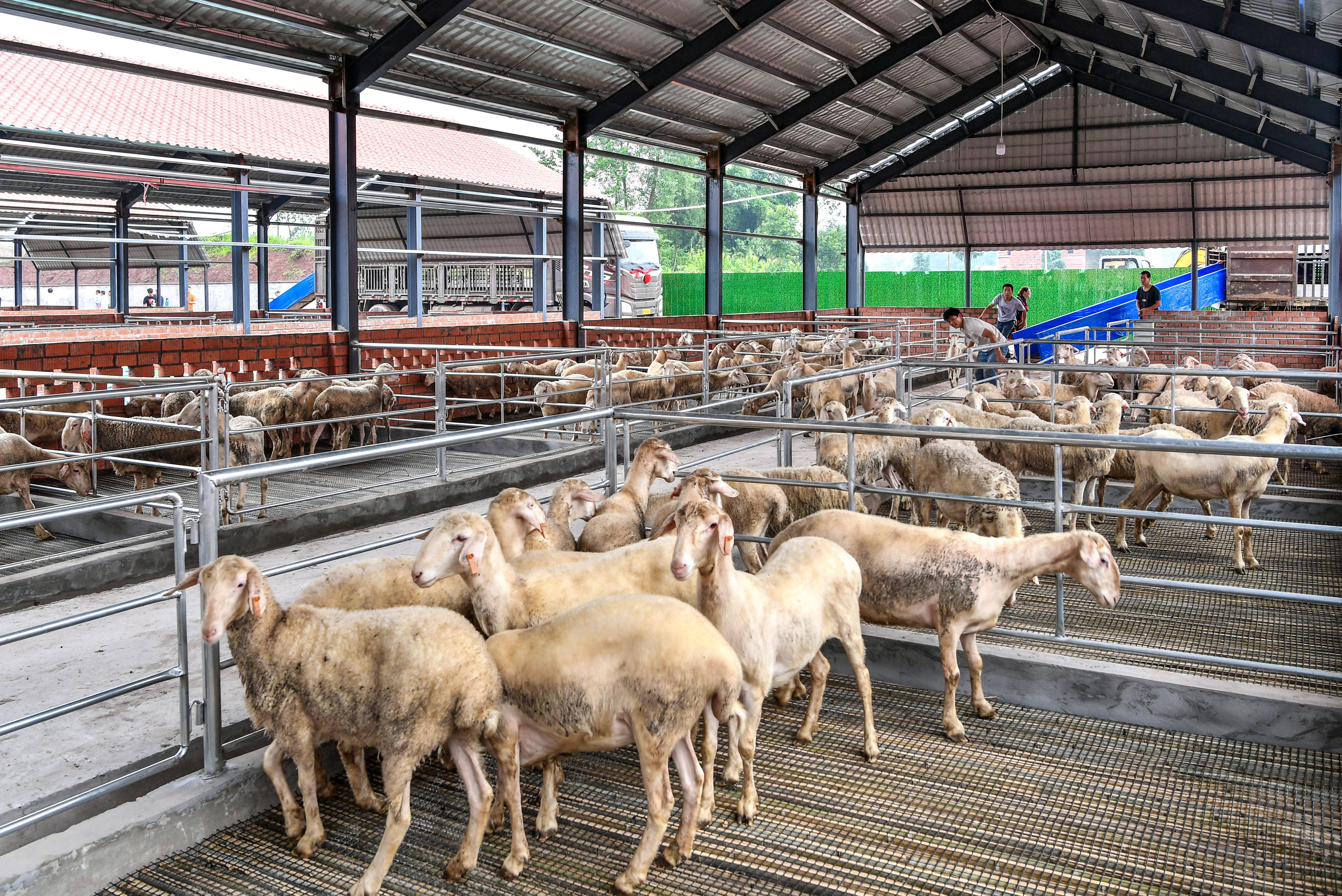 原创南浔5000头湖羊入住广安全国首个万头湖羊种羊基地