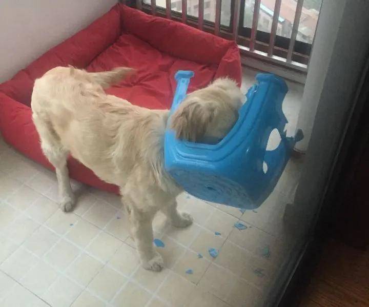 狗狗独自在家都干了些什么？