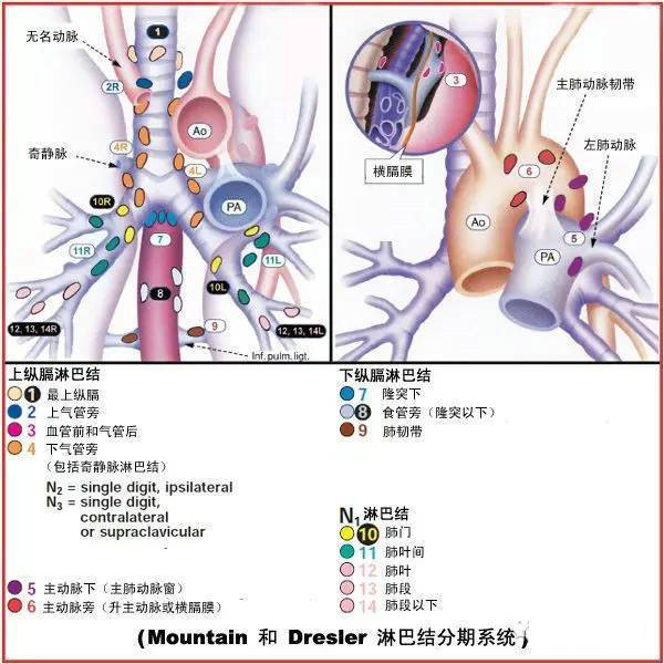 今日分享 纵隔淋巴结分区图谱