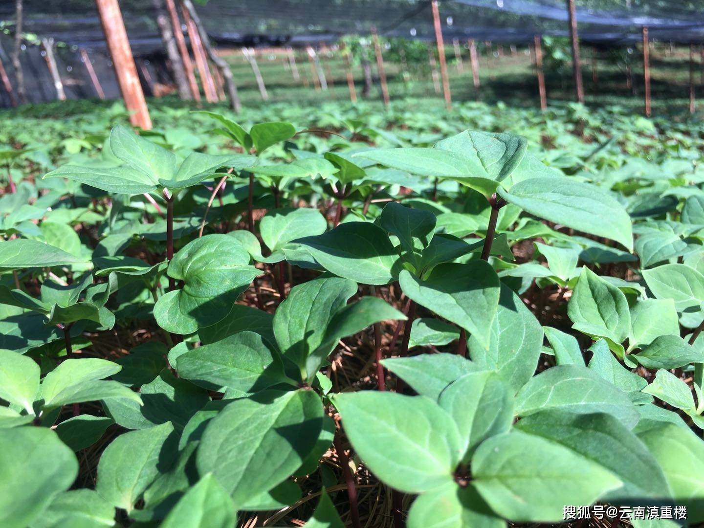 重楼的种植现状是什么样的呢