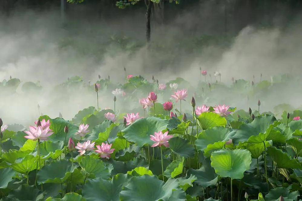 雾绕荷花,仙境重启,太太太太美啦!这些地方荷花正在盛放