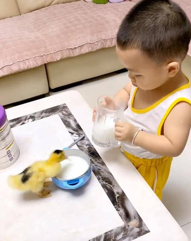 妈妈给儿子买了一只小鸭，宝宝大方分享自己的奶粉，妈妈看了不淡定