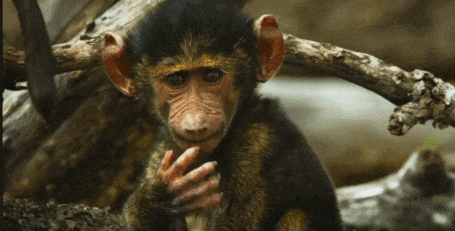 纪录片深入塞伦盖蒂内人迹罕至的角落,追踪最具代表性的非洲草原动物