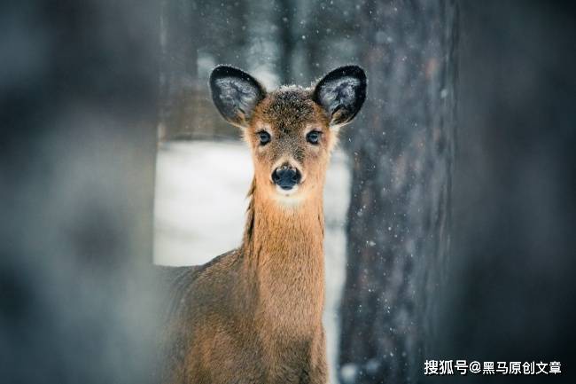 a479400cb3774b37bc57695079f03506.jpeg