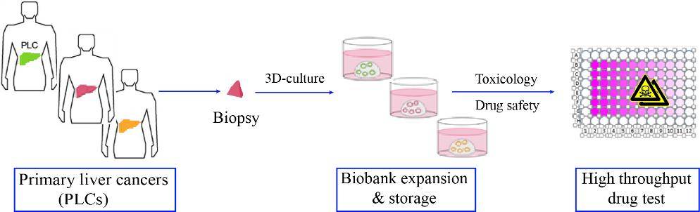 三维细胞培养技术—生物化学与细胞生物学研究所苏州研究院